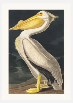 American White Pelican From Birds Of America (1827) Canvastavla (30x40 cm)