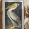 American White Pelican From Birds of America (1827) Poster (21x29.7 cm (A4))