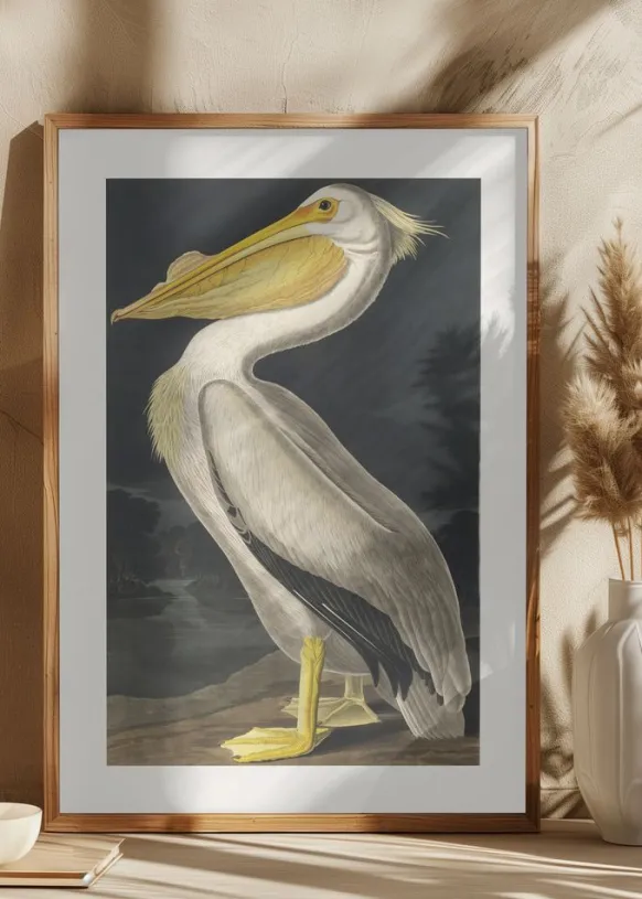 American White Pelican From Birds of America (1827) Poster (21x29.7 cm (A4))