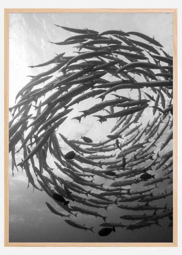 Barracuda Tornado Poster (21x29.7 cm (A4))