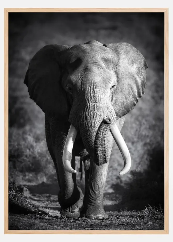 Black and White Elephant Poster (21x29.7 cm (A4))