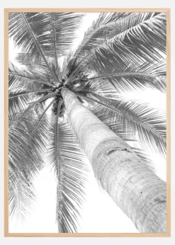 Black and white palmtree Poster (21x29.7 cm (A4))