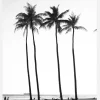 Black And White Palm Trees Canvastavla (30x40 cm)
