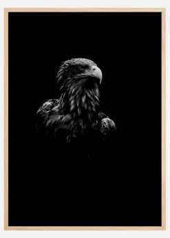 Black Eagle Poster (21x29.7 cm (A4))
