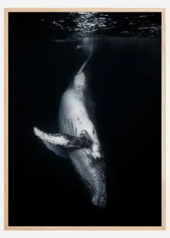 Black Whale Poster (21x29.7 cm (A4))