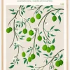 Boho Citrus Aurantifolia Poster (21x29.7 cm (A4))