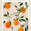 Boho Citrus Sinensis Poster (21x29.7 cm (A4))