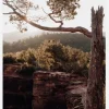 Broken Tree Canvastavla (30x40 cm)