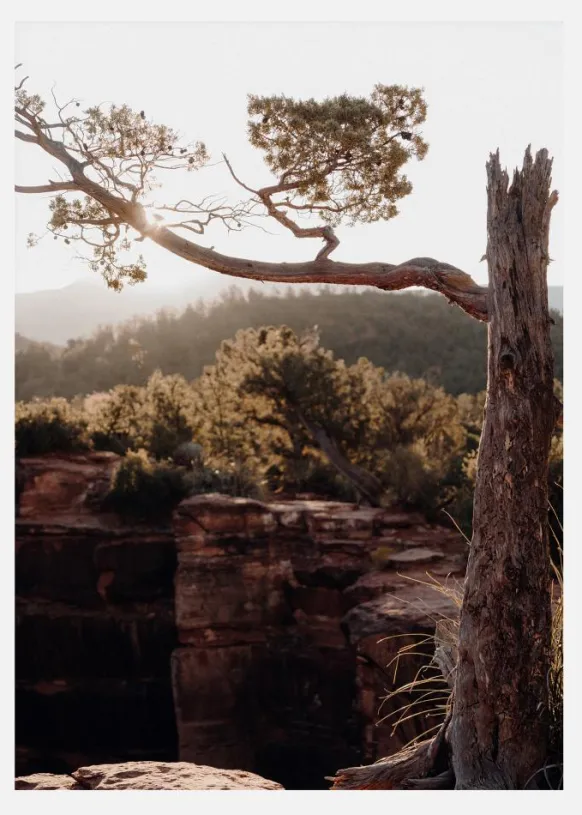 Broken Tree Canvastavla (30x40 cm)