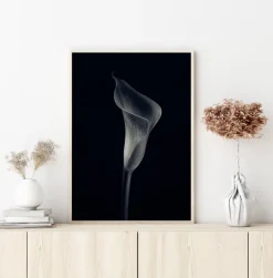 Calla Lily Poster (21x29.7 cm (A4))