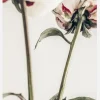Calm Peony I Canvastavla (30x40 cm)