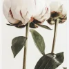 Calm Peony II Canvastavla (30x40 cm)