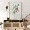 Carnation Poster (21x29.7 cm (A4))
