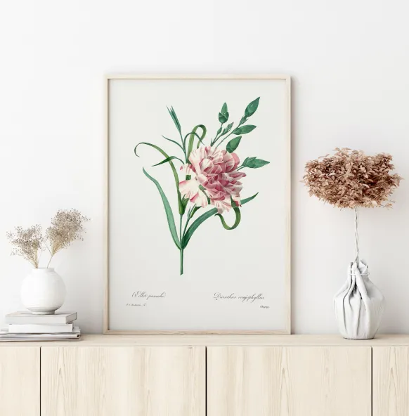 Carnation Poster (21x29.7 cm (A4))