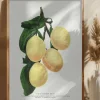 Coe' Poster (21x29.7 cm (A4))