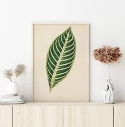 Diefenbachia Poster (21x29.7 cm (A4))