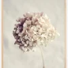 Dried Hydrangea Poster (21x29.7 cm (A4))