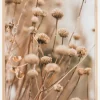 Dried up flowers Poster (21x29.7 cm (A4))
