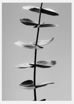 Eucalyptus Bw Canvastavla (30x40 cm)