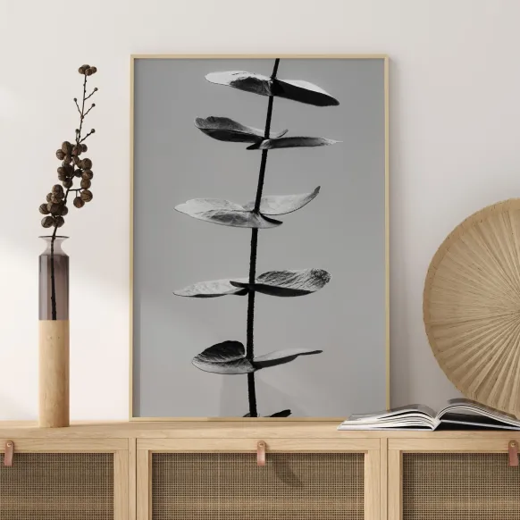 Eucalyptus Bw Poster (21x29.7 cm (A4))