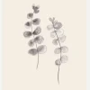 Eucalyptus Twigs Canvastavla (30x40 cm)