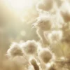 Fluffy flowers Poster (21x29.7 cm (A4))