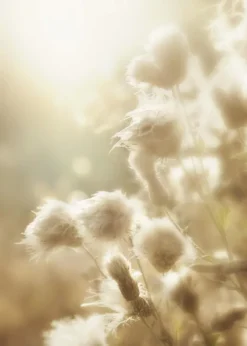 Fluffy flowers Poster (21x29.7 cm (A4))