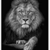 Focused Lion Canvastavla (30x40 cm)
