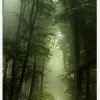 Foggy Forrest Canvastavla (30x40 cm)