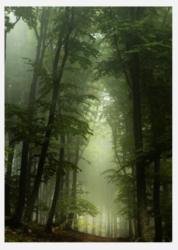 Foggy Forrest Canvastavla (30x40 cm)
