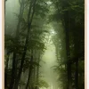 Foggy Forrest Poster (21x29.7 cm (A4))