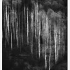 Forest Art Canvastavla (30x40 cm)