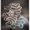 Frosty Rose Petals Canvastavla (30x40 cm)