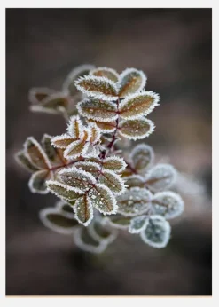 Frosty Rose Petals Canvastavla (30x40 cm)