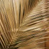 Golden Palm Poster (21x29.7 cm (A4))