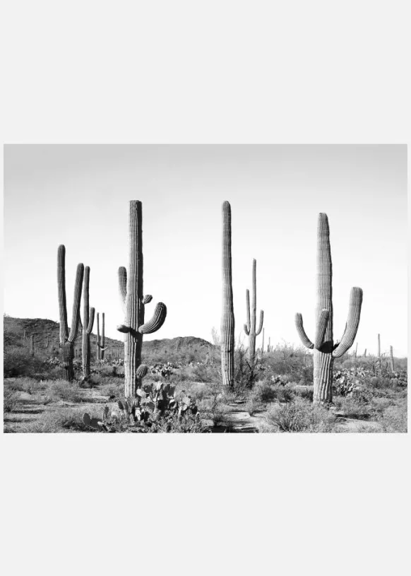 Grey Cactus Land Canvastavla (30x40 cm)