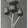 Grey Flower I Canvastavla (30x40 cm)