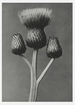 Grey Flower I Canvastavla (30x40 cm)