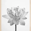 Grey flower Poster (21x29.7 cm (A4))