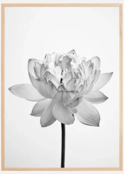 Grey flower Poster (21x29.7 cm (A4))