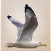 Gull Poster (21x29.7 cm (A4))
