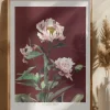 HAbrdaceous Peony no2 Poster (21x29.7 cm (A4))
