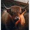 Highland Cow With Big Horns Canvastavla (30x40 cm)