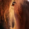 Horse sunset Poster (21x29.7 cm (A4))
