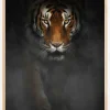 Intense Tiger Poster (21x29.7 cm (A4))