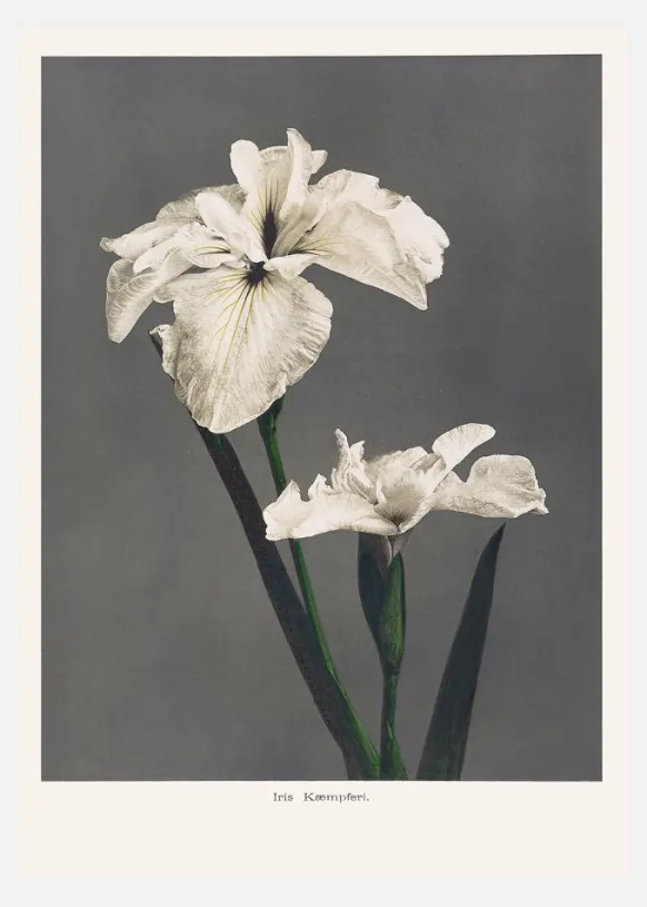Iris Kabmpferi Canvastavla (30x40 cm)