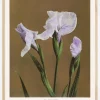 Iris Kabmpferi no2 Poster (21x29.7 cm (A4))
