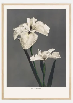 Iris Kabmpferi Poster (21x29.7 cm (A4))