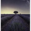 Lavender Fields Canvastavla (30x40 cm)