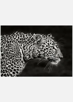 Leopard Close Up Canvastavla (30x40 cm)